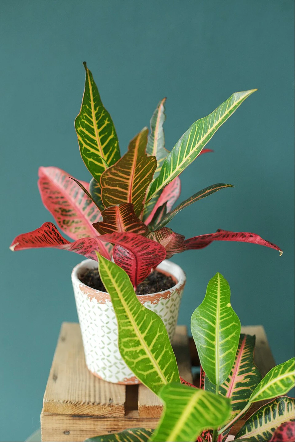 Кодиеум Нервия (Codiaeum Nervia) 40 см - с доставкой по Минску