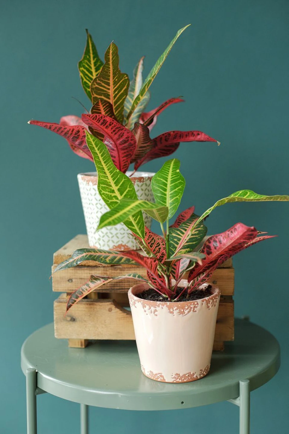 Кодиеум Нервия (Codiaeum Nervia) 40 см - с добавлением зелени