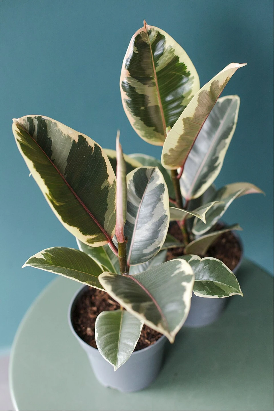 Фикус каучуконосный Эластика Тинеке (Ficus Elastica Tineke) - с добавлением зелени