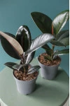 Фикус Робуста (Ficus Robusta)