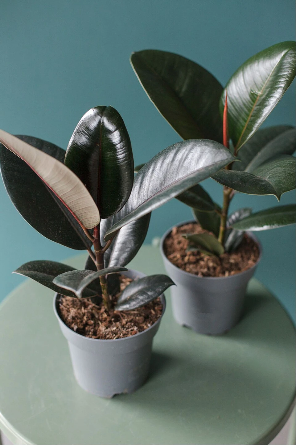 Фикус Робуста (Ficus Robusta)