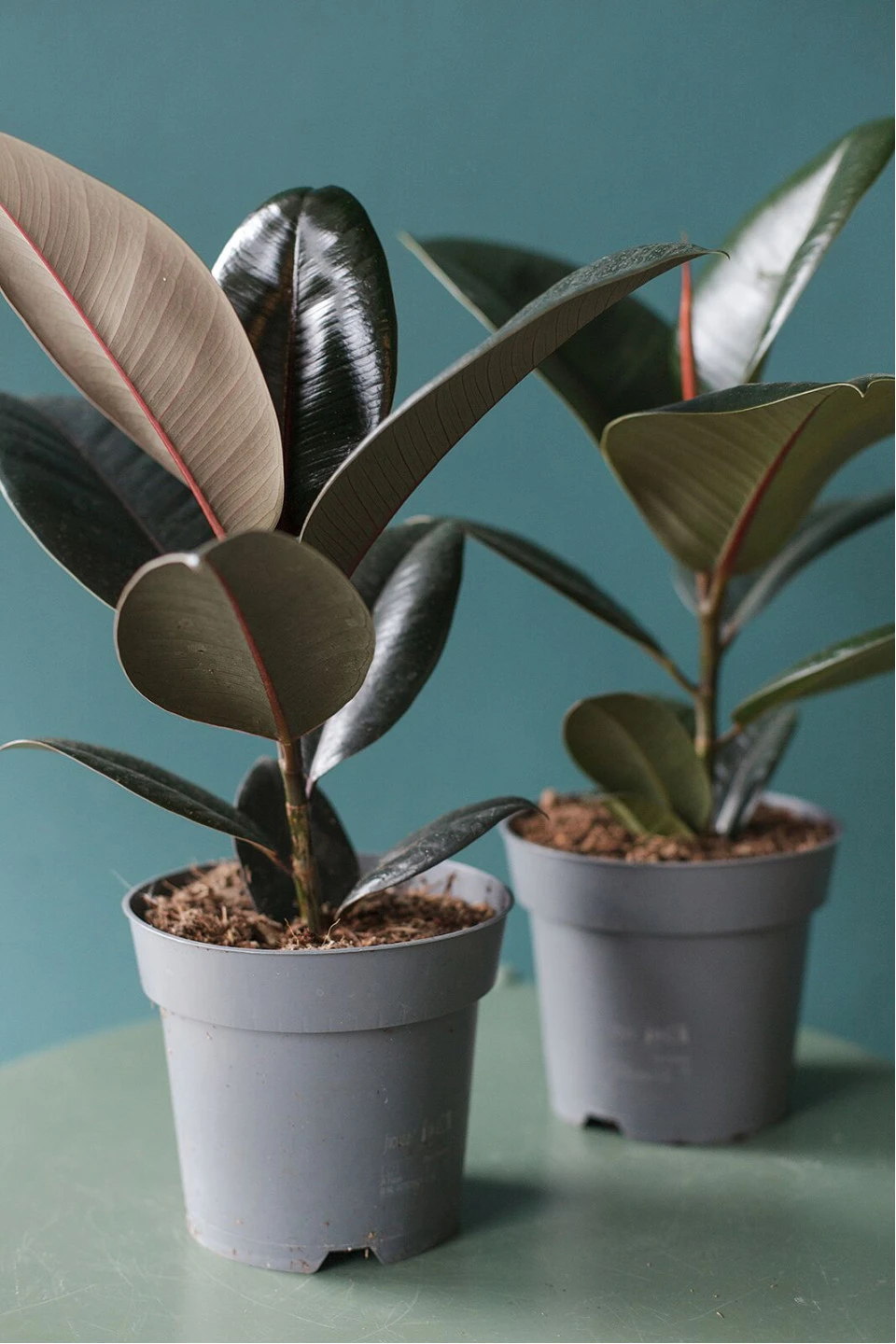 Фикус Робуста (Ficus Robusta) - с доставкой по Минску