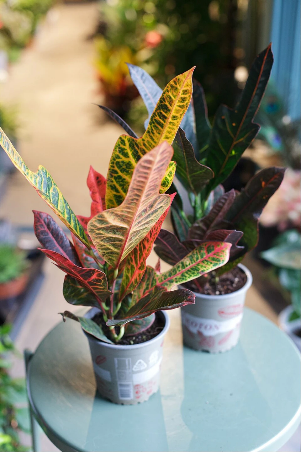 Кодиеум (Codiaeum Excellent) 50 см - с добавлением зелени