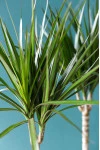 Драцена Маргината (DRACAENA)