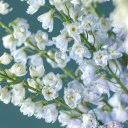 Дельфиниум  (Delphinium) - с добавлением зелени - миниатюра 