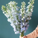 Дельфиниум  (Delphinium) - миниатюра