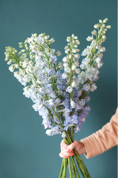 Дельфиниум  (Delphinium)