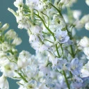 Дельфиниум  (Delphinium) - с доставкой по Минску - миниатюра