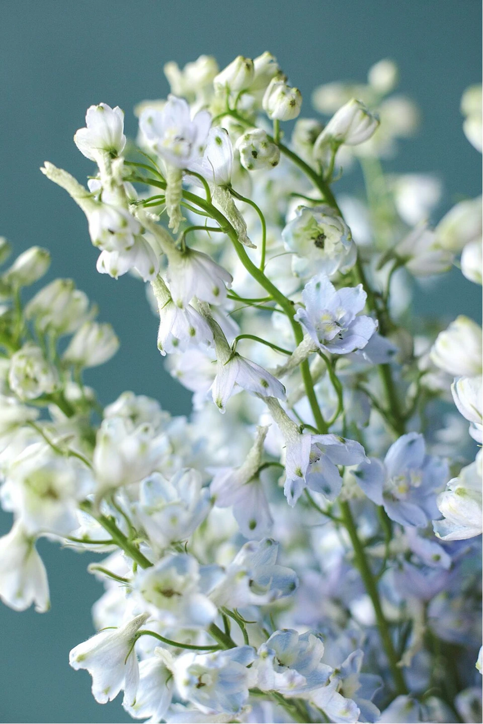 Дельфиниум  (Delphinium) - с доставкой по Минску
