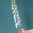 Дельфиниум  (Delphinium) - подарочное оформление - миниатюра