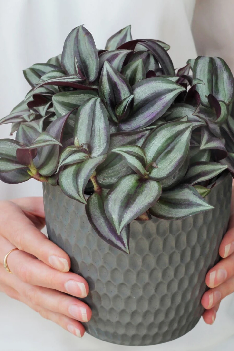 Традесканция (Tradescantia) 15-5 - с добавлением зелени