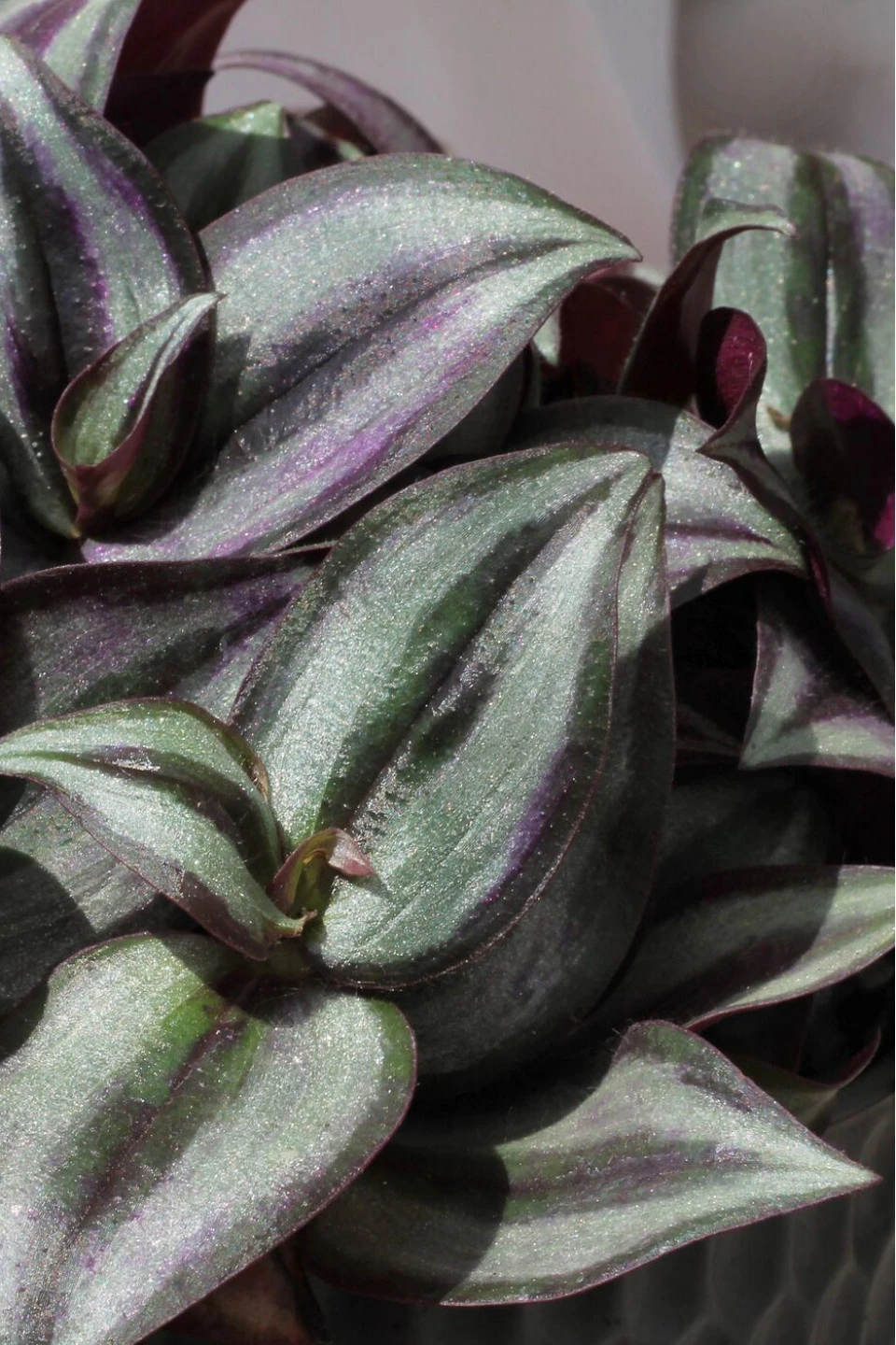 Традесканция (Tradescantia) 15-5 - с доставкой по Минску