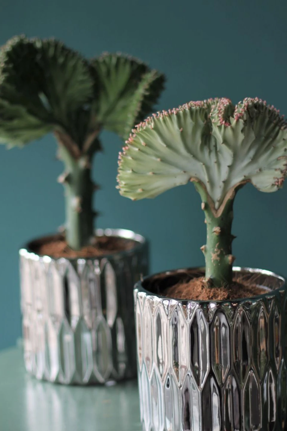 Эуфорбия Лактея (Euphorbia Lactea) 30 см - с доставкой по Минску