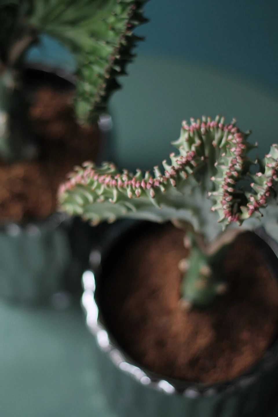Эуфорбия Лактея (Euphorbia Lactea) 30 см - подарочное оформление