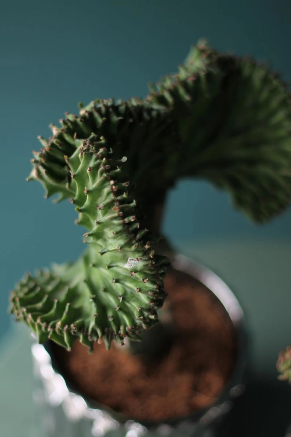 Эуфорбия Лактея (Euphorbia Lactea) 30 см - с добавлением зелени