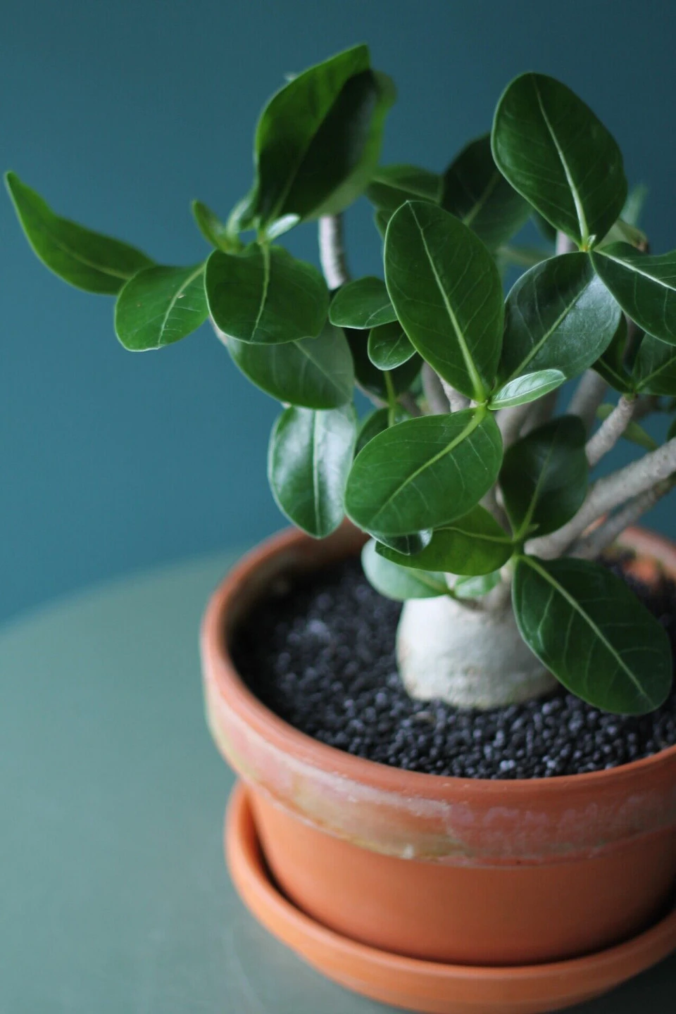 Адениум (Adenium Ansu Baobab) 45 см - для женщины/молодой пары