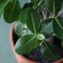 Адениум (Adenium Ansu Baobab) 45 см - быстрая доставка в Минске - миниатюра