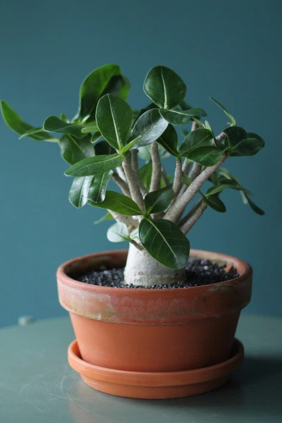 Адениум (Adenium Ansu Baobab) 45 см