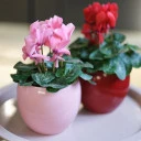 Цикламен (Cyclamen) - миниатюра 7