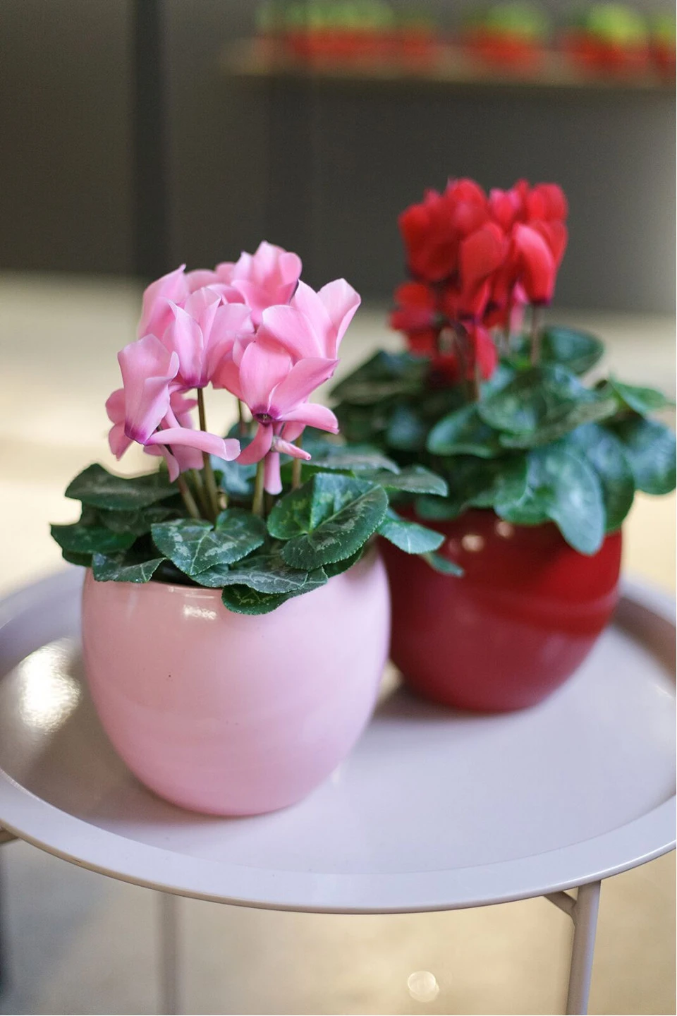 Цикламен (Cyclamen) 7