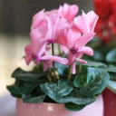 Цикламен (Cyclamen) - с доставкой по Минску - миниатюра
