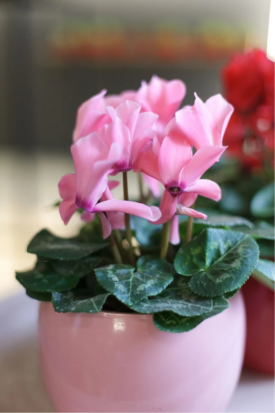 Цикламен (Cyclamen) - с доставкой по Минску