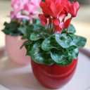 Цикламен (Cyclamen) - миниатюра 10