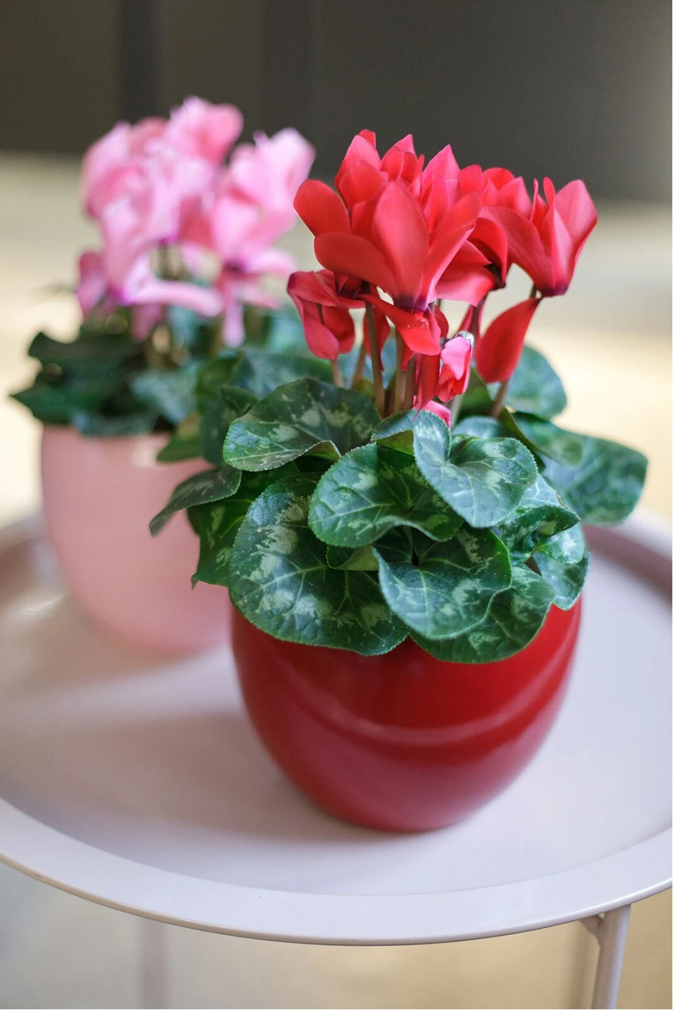 Цикламен (Cyclamen) 10