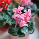 Цикламен (Cyclamen) - с добавлением зелени - миниатюра 
