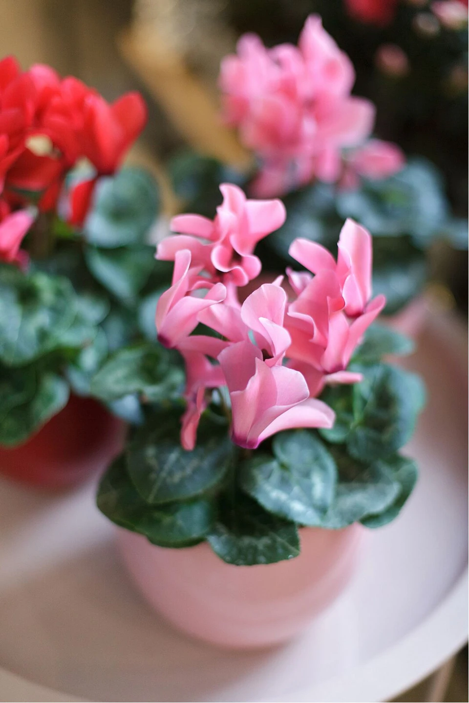Цикламен (Cyclamen) - с добавлением зелени