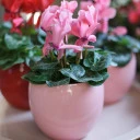 Цикламен (Cyclamen) - миниатюра