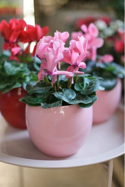 Цикламен (Cyclamen)