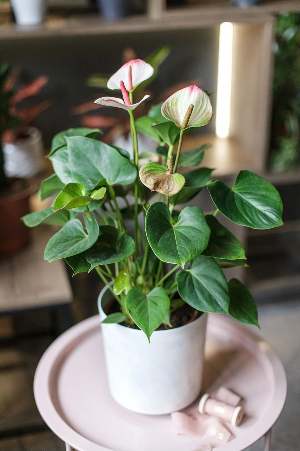 Антуриум розовый (Anthurium) 30см - с добавлением зелени