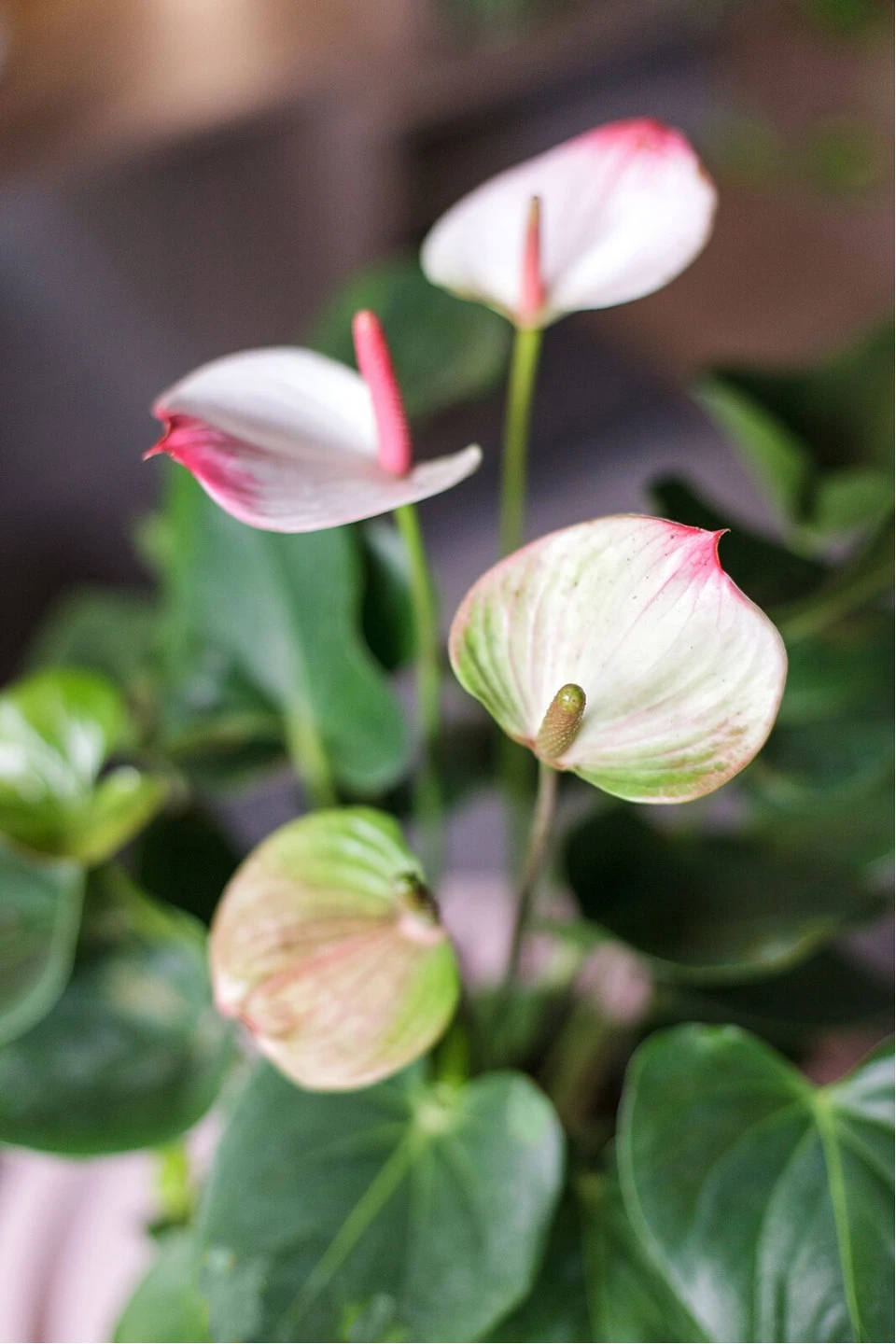 Антуриум розовый (Anthurium) 30см - с доставкой по Минску