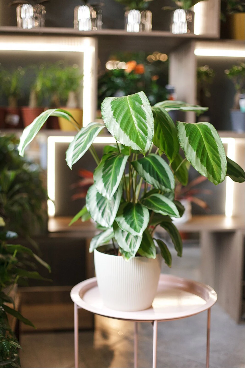 Калатея Бикажу Гекко (Calathea Bicajoux Gecko) 40 см - с добавлением зелени