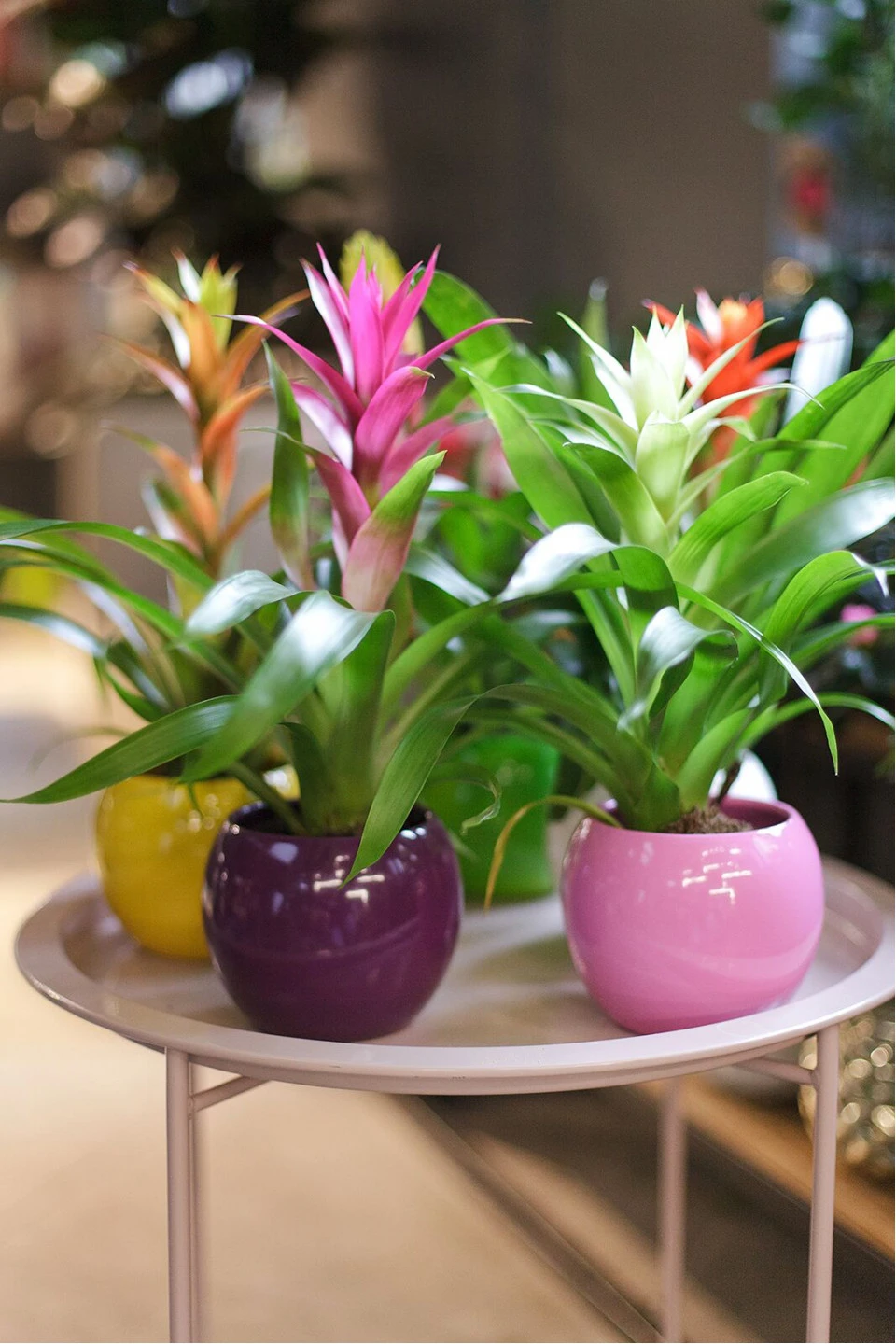 Guzmania (Гусмания, Гузмания)