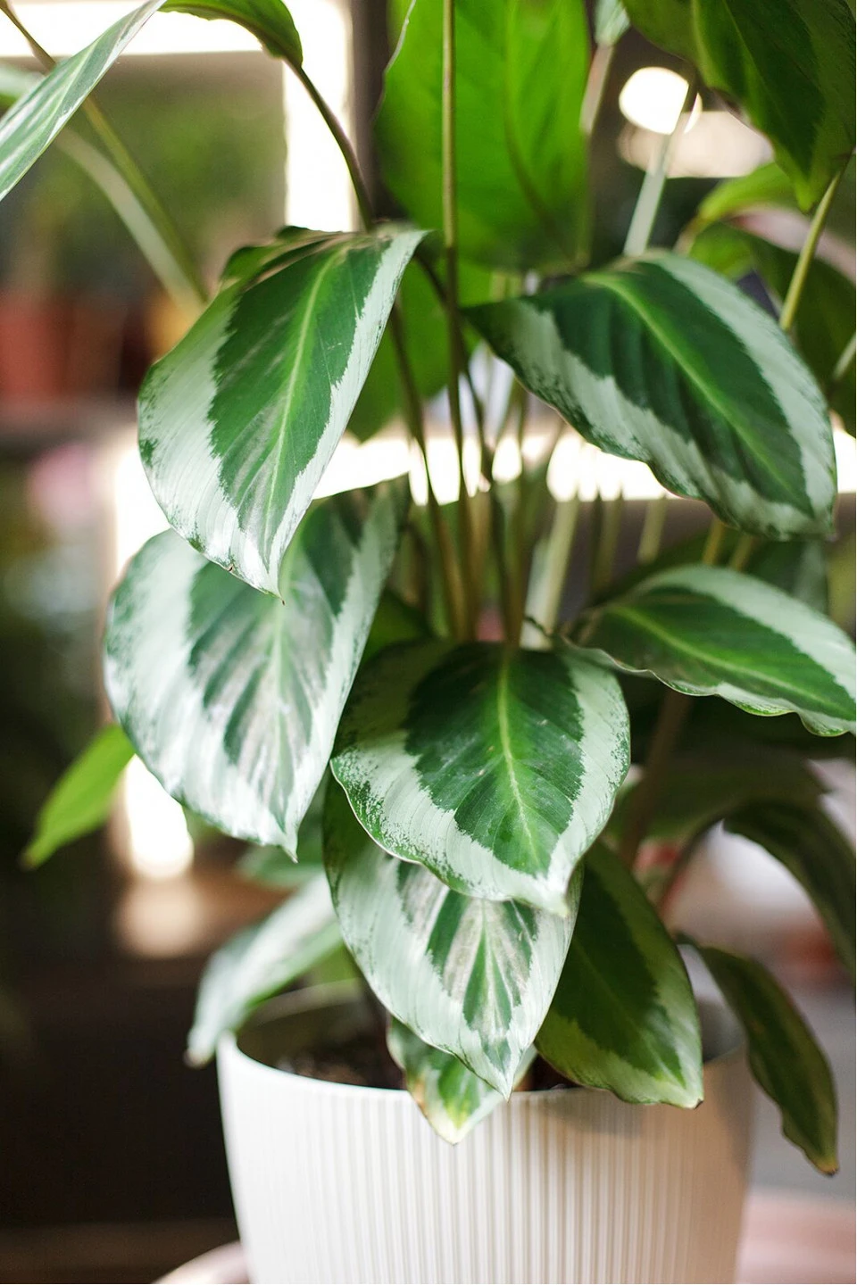 Калатея Бикажу Гекко (Calathea Bicajoux Gecko) 40 см - с доставкой по Минску