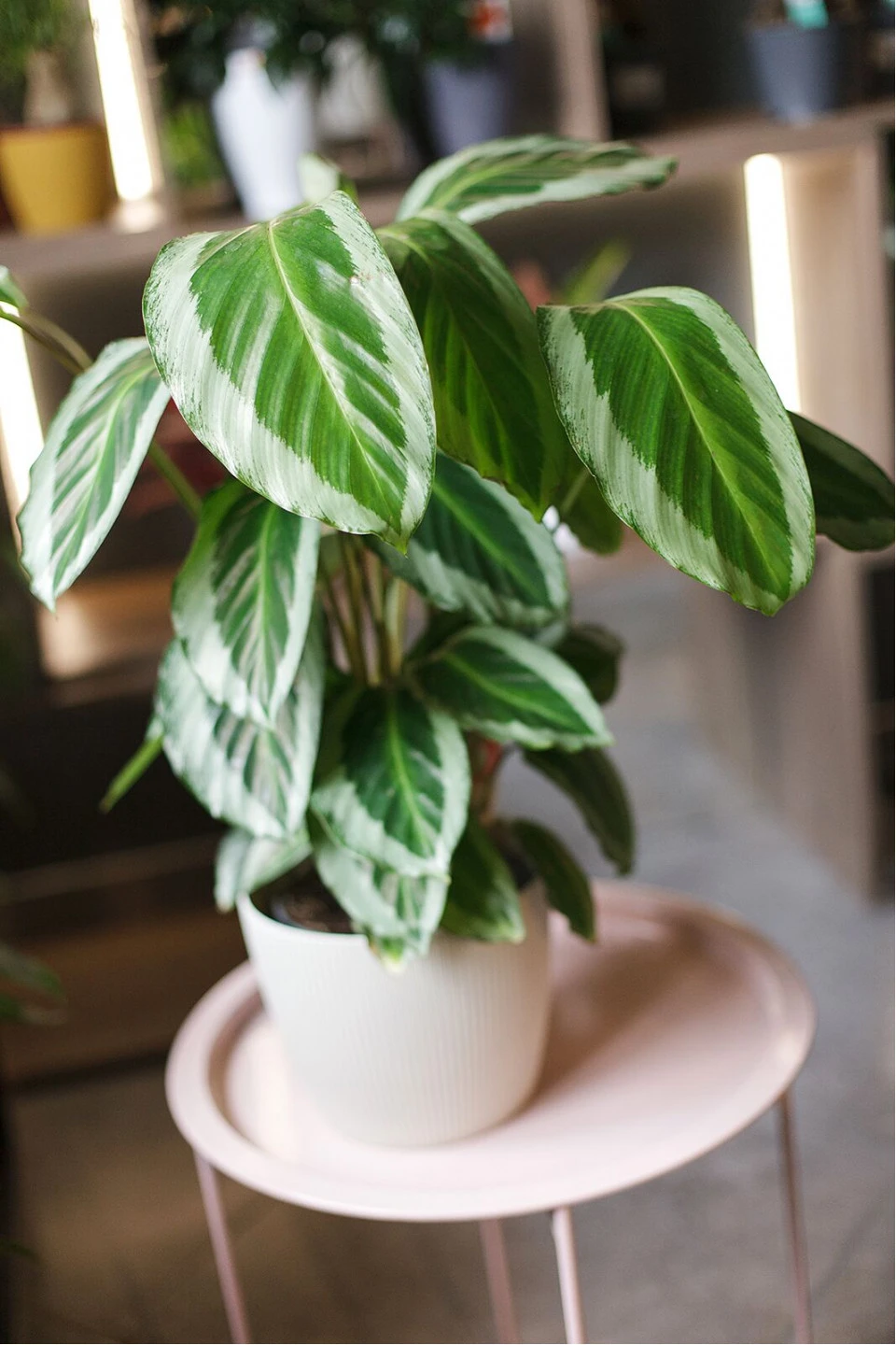 Калатея Бикажу Гекко (Calathea Bicajoux Gecko) 40 см - подарочное оформление