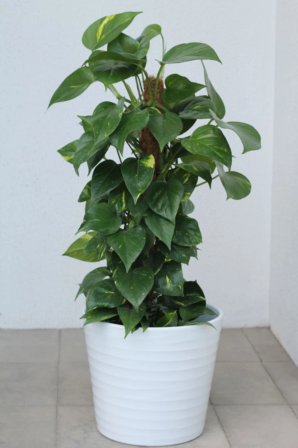 Сциндапсус (Epipremnum Mospole)