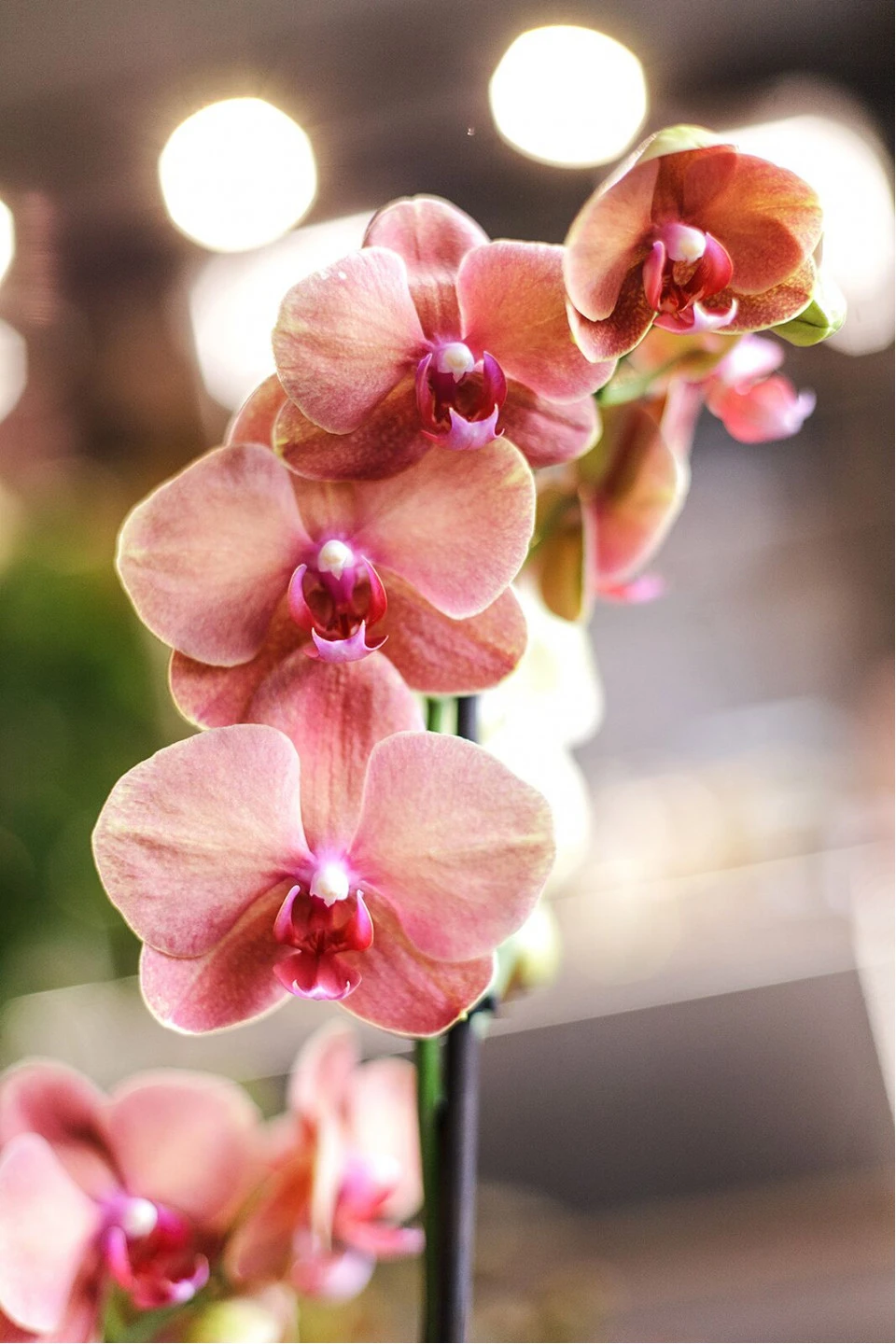 Орхидея Фаленопсис (Phalaenopsis) 1 цветонос - быстрая доставка в Минске