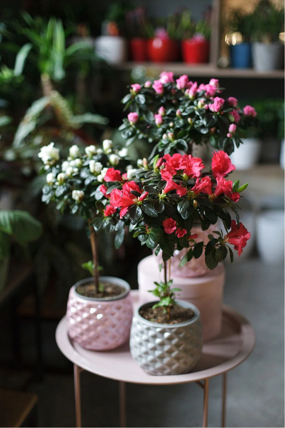 Азалия на штамбе (Azalea Stem) 40 см - для женщины/молодой пары