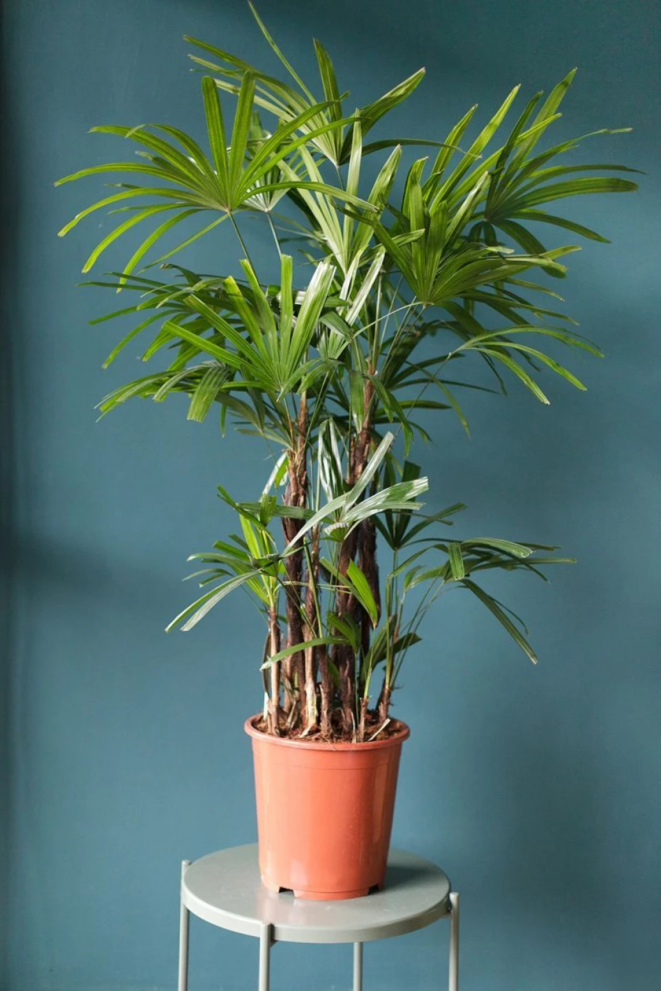 Рапис (Rhapis) 130 см - с доставкой по Минску