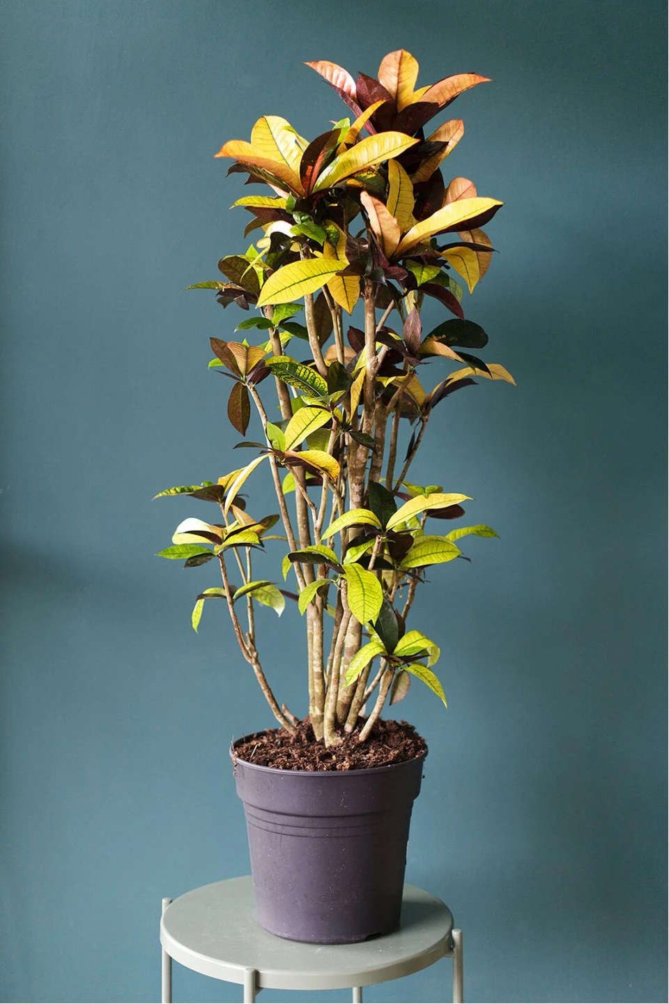 Кодиеум Айстон (Codiaeum) 130 см