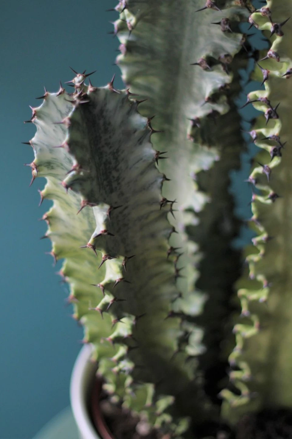 Эуфорбия Эритрея (Euphorbia ingens) 90 см - быстрая доставка в Минске
