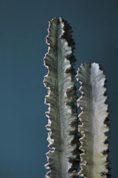Эуфорбия Эритрея (Euphorbia ingens) 90 см