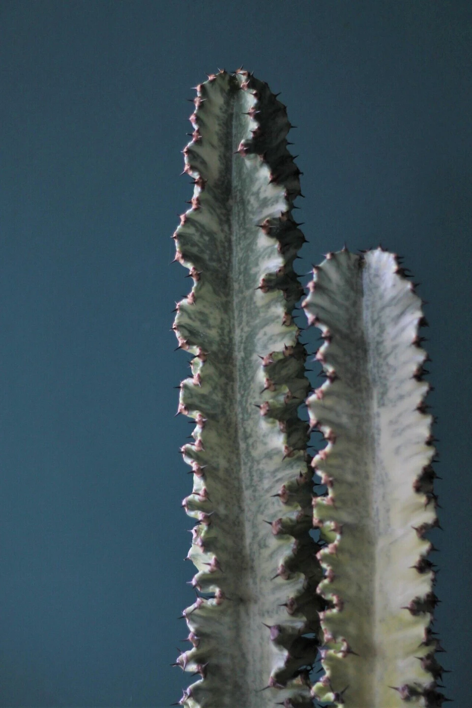 Эуфорбия Эритрея (Euphorbia ingens) 90 см