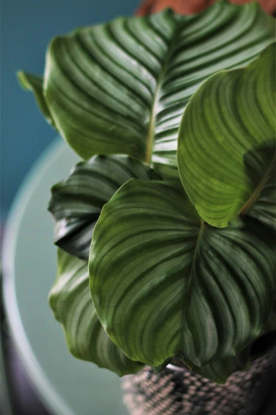 Калатея Орбифолия (calathea Orbifolia) 45 см