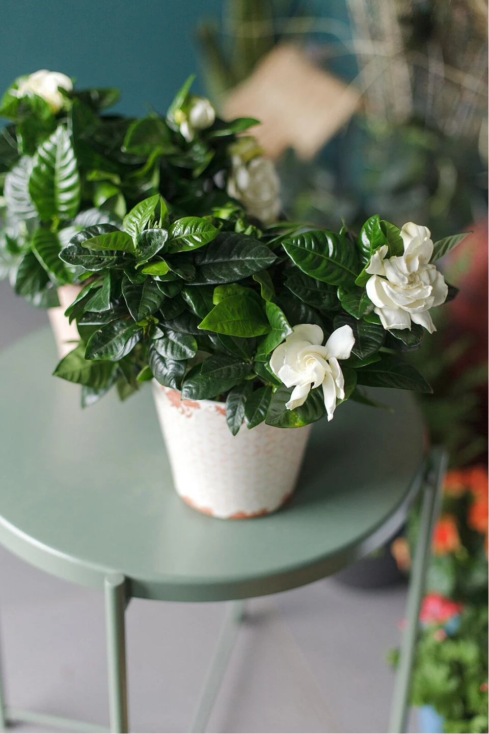 Гардения (Gardenia) - подарочное оформление