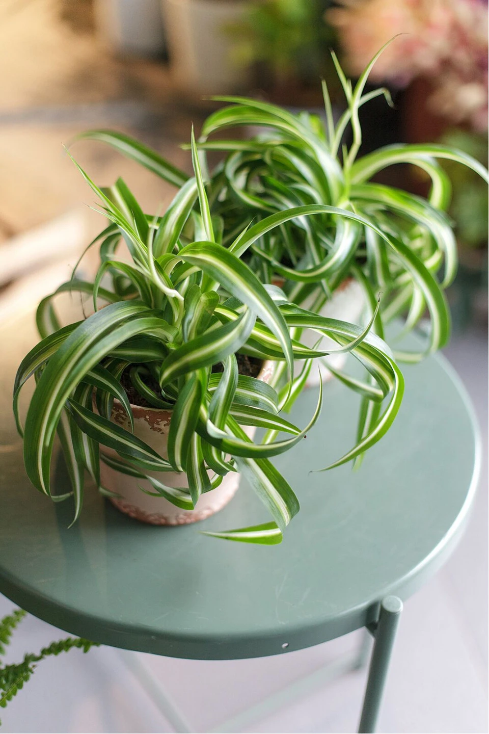 Хлорофитум Бонни(Chlorophytum comosum bonnie) - с доставкой по Минску