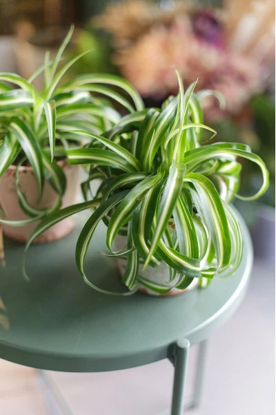 Хлорофитум Бонни(Chlorophytum comosum bonnie)